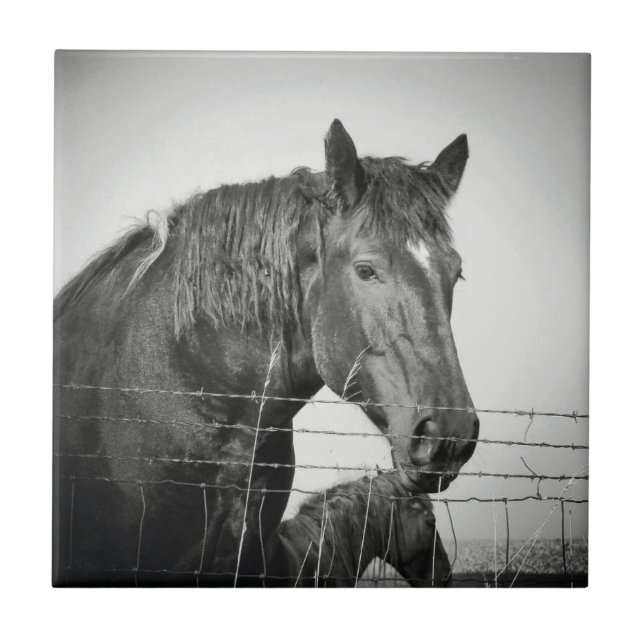 Carreau Chevaux derrière la clôture en noir et blanc (Devant)