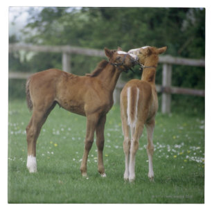 Carreau Chevaux - pur sangs, poulains,