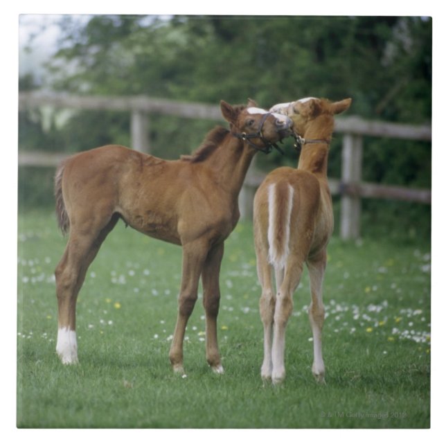Carreau Chevaux - pur sangs, poulains, (Devant)