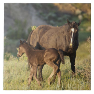 Carreau Chevaux sauvages au parc national Theodore Rooseve