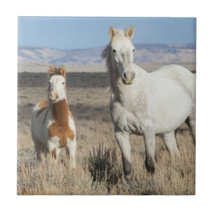 Carreau Chevaux sauvages chez eux dans le bassin de Sandwa