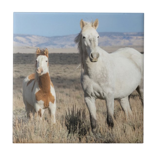 Carreau Chevaux sauvages chez eux dans le bassin de Sandwa (Devant)