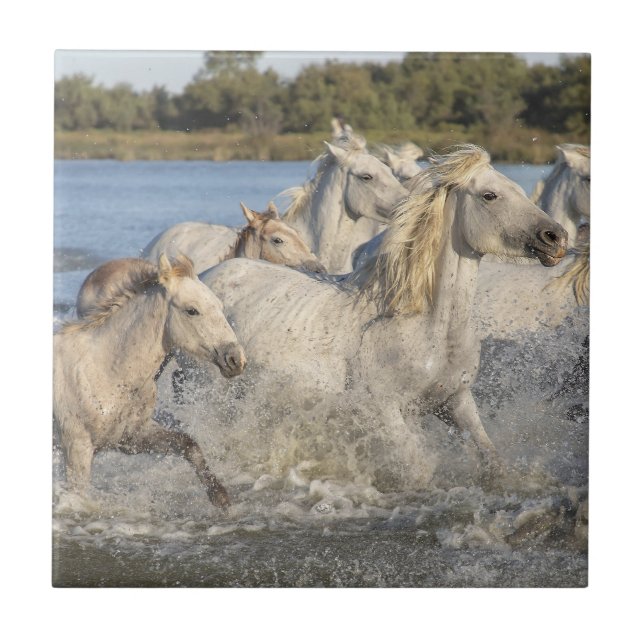 Carreau Chevaux sauvages courant à travers une rivière (Devant)