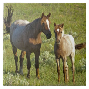 Carreau Chevaux sauvages dans le Dakota du Nord