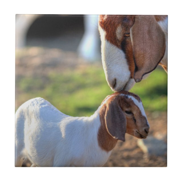 Carreau Chèvre de mère embrassant son bébé sur la tête (Devant)