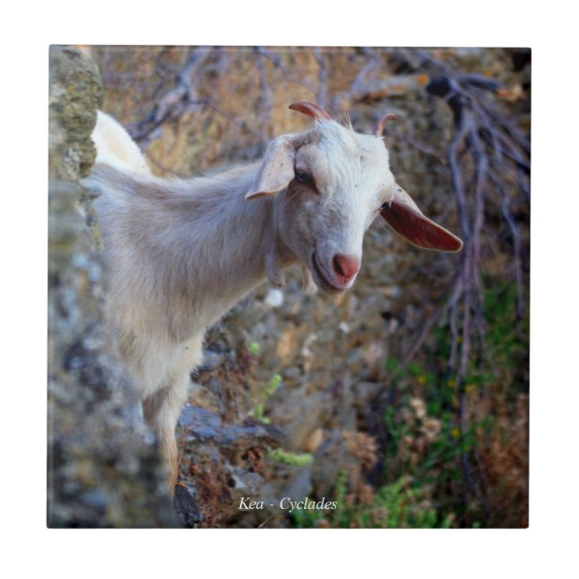 Carreau Chèvre souriante (Devant)