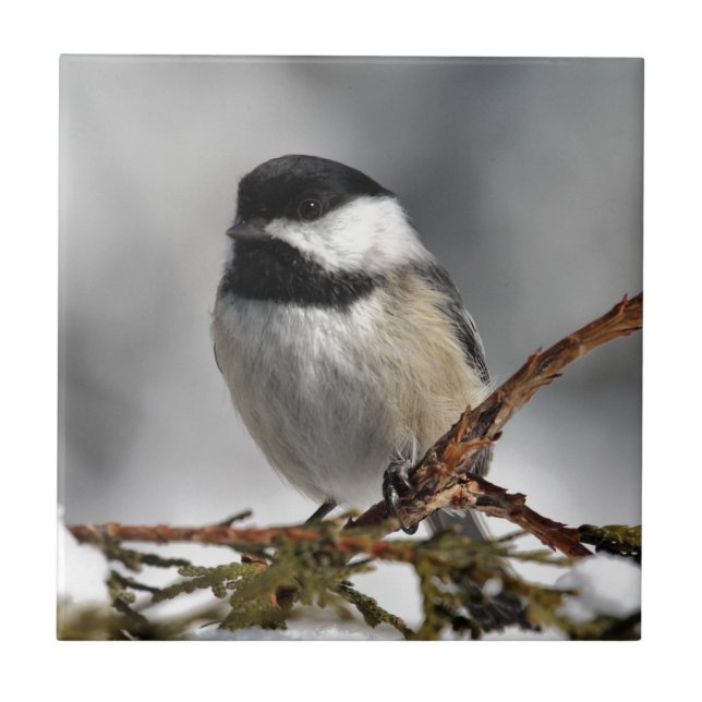Carreau Chickadee_9478 (Devant)