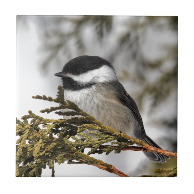 Carreau Chickadee_9505 (Devant)