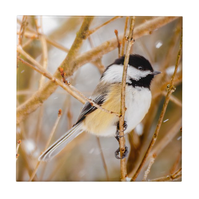 Carreau Chickadee au plafond noir - Photo originale (Devant)