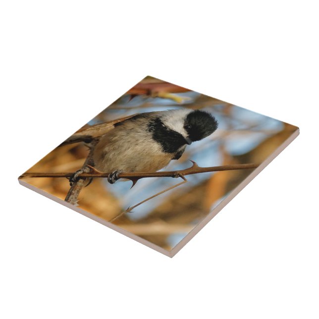 Carreau Chickadee Songbird, Joli Espérant (Côté)