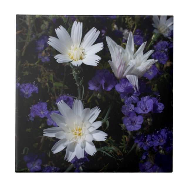 Carreau Chicory et fleurs sauvages de Phacelia (Devant)