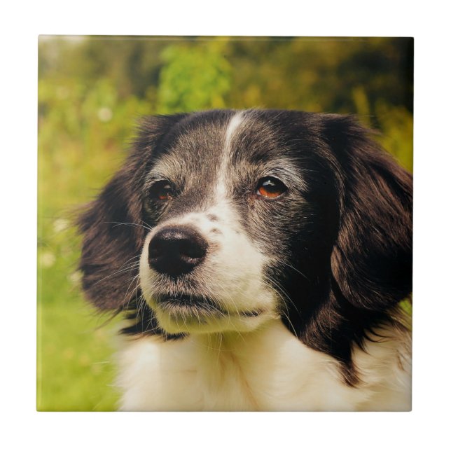 Carreau Chien (Devant)