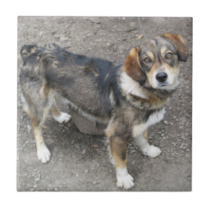 Carreau Chien