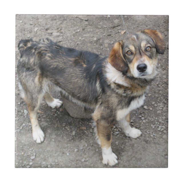 Carreau Chien (Devant)