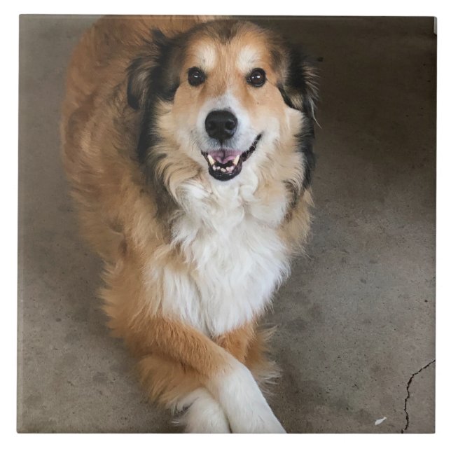 Carreau Chien  (Devant)