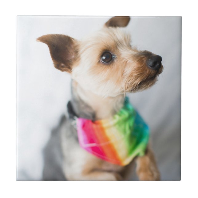 Carreau Chien arc-en-ciel Gay pride| Yorkshire Terrier (Devant)