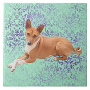 Carreau Chien Basenji 