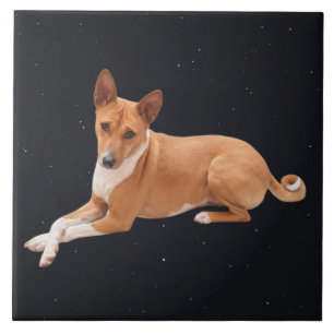 Carreau Chien Basenji 