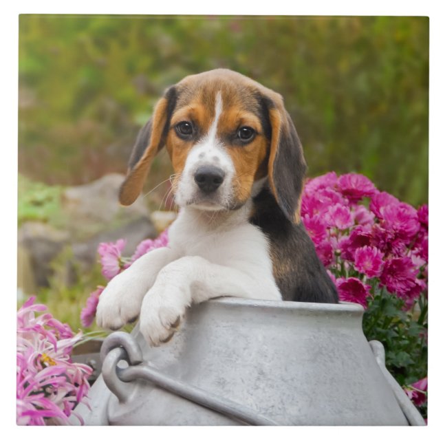 Carreau Chien Beagle mignon chiot dans une église de lait  (Devant)