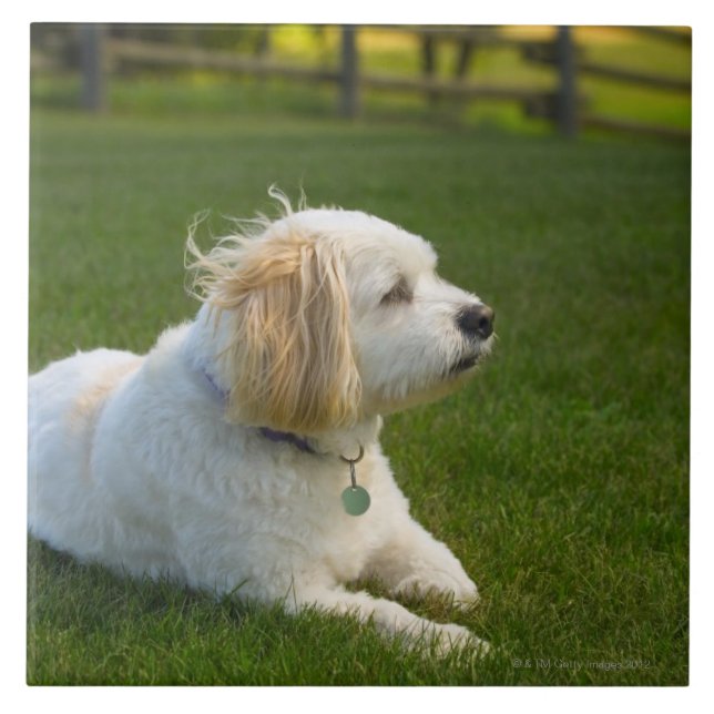 Carreau Chien blanc (Devant)