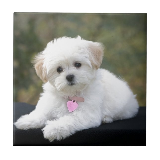 Carreau Chien blanc pelucheux (Devant)