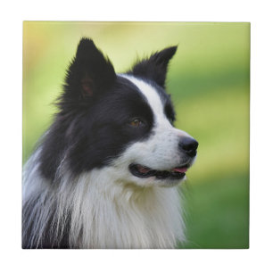 Carreau Chien Border Collie noir et blanc