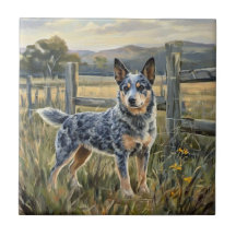 Chien Bouvier Australien