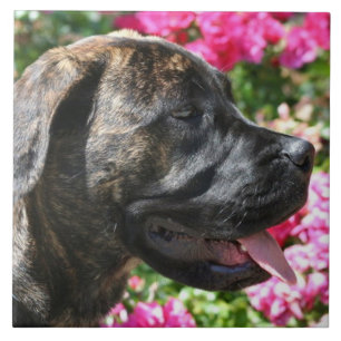 Carreau Chien Brindle de mastiff
