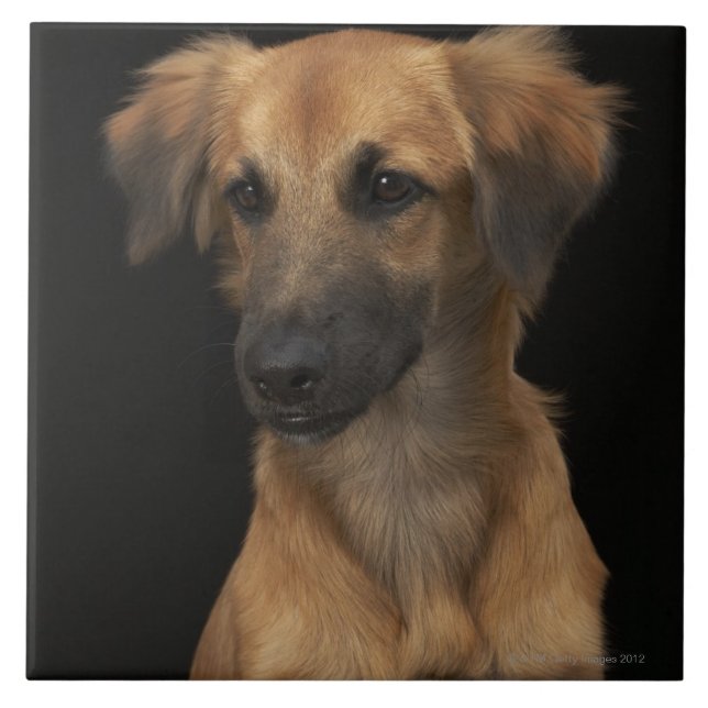 Carreau Chien Brown de resuce avec le nez noir sur le noir (Devant)