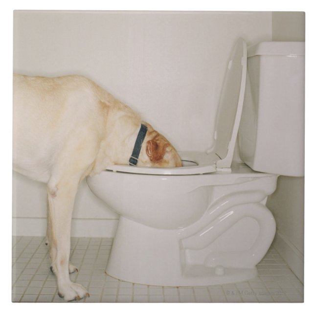 Carreau Chien buvant hors de la toilette (Devant)