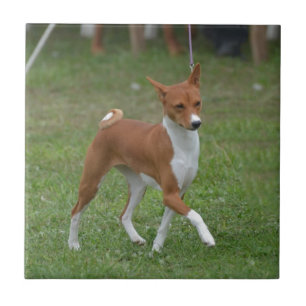 Carreau Chien caracolant de Basenji