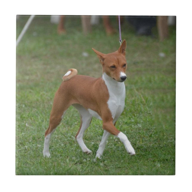 Carreau Chien caracolant de Basenji (Devant)