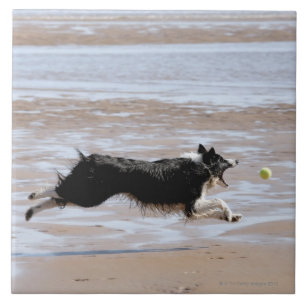 Carreau Chien chassant une boule à la plage