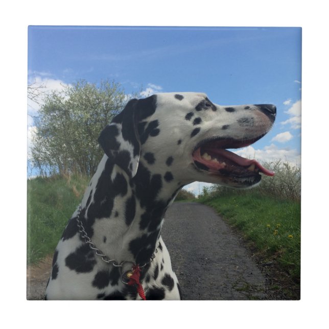 Carreau Chien dalmate sur le sentier de marche, jour ensol (Devant)