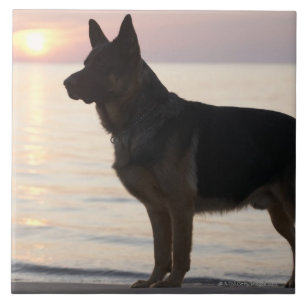 Carreau Chien de berger allemand sur la baie géorgienne,