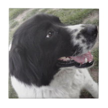 Chien de berger bulgare de Sara