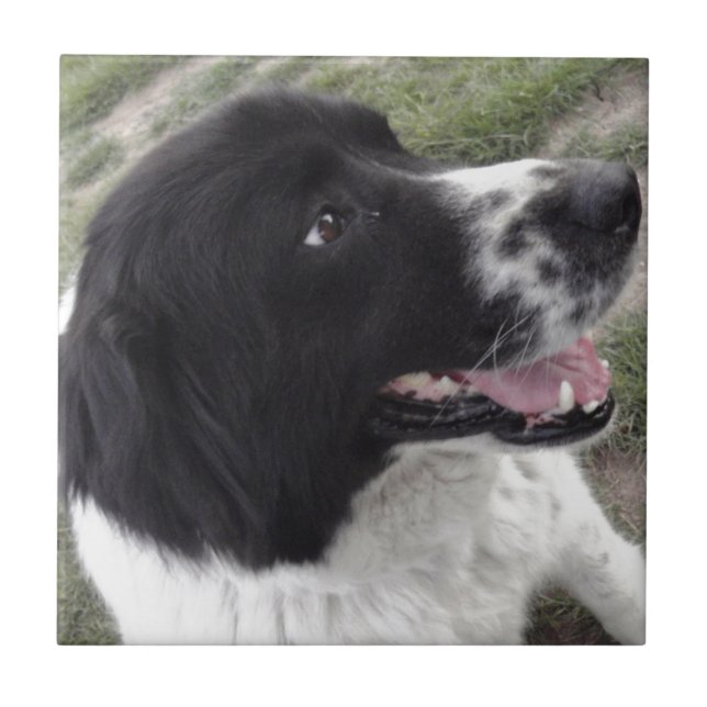 Carreau Chien de berger bulgare de Sara (Devant)