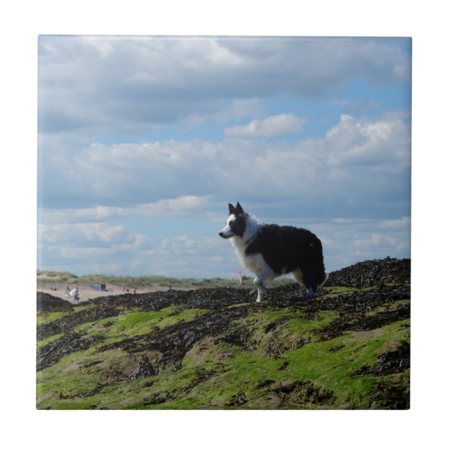 Carreau Chien de berger prêt sur des roches (Devant)