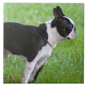 Carreau Chien de Boston Terrier