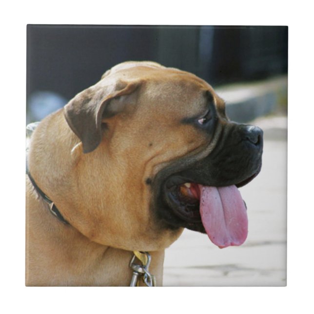 Carreau Chien de Bullmastiff (Devant)