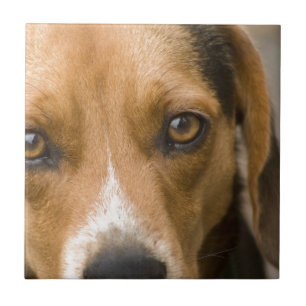 Carreau Chien de chasse loyal de chien de beagle