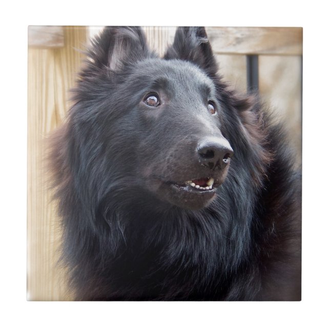 Carreau Chien de moutons belge (Devant)