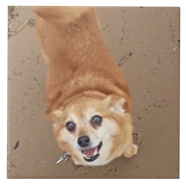 Carreau Chien de Pomchi ! (Devant)