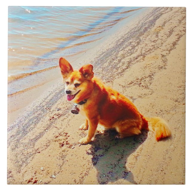 Carreau Chien de Pomchi ! (Devant)