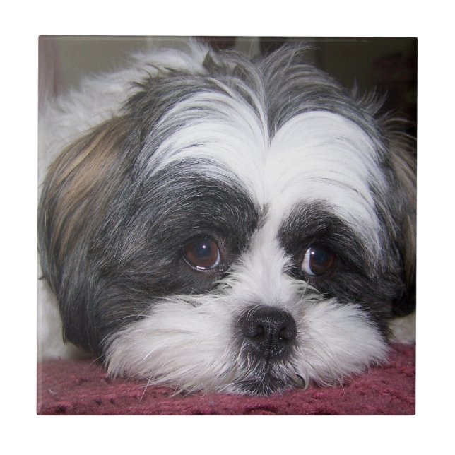 Carreau Chien de Shih Tzu (Devant)