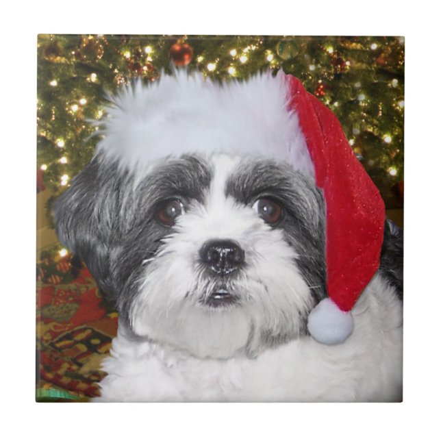 Carreau Chien de Shih Tzu de Noël (Devant)