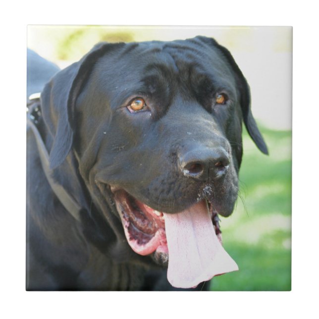 Carreau Chien de Tosa Inu (Devant)