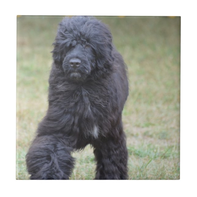 Carreau Chien d'eau portugais noir (Devant)