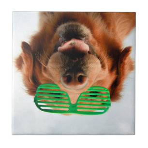 Carreau Chien des images de Getty avec des verres