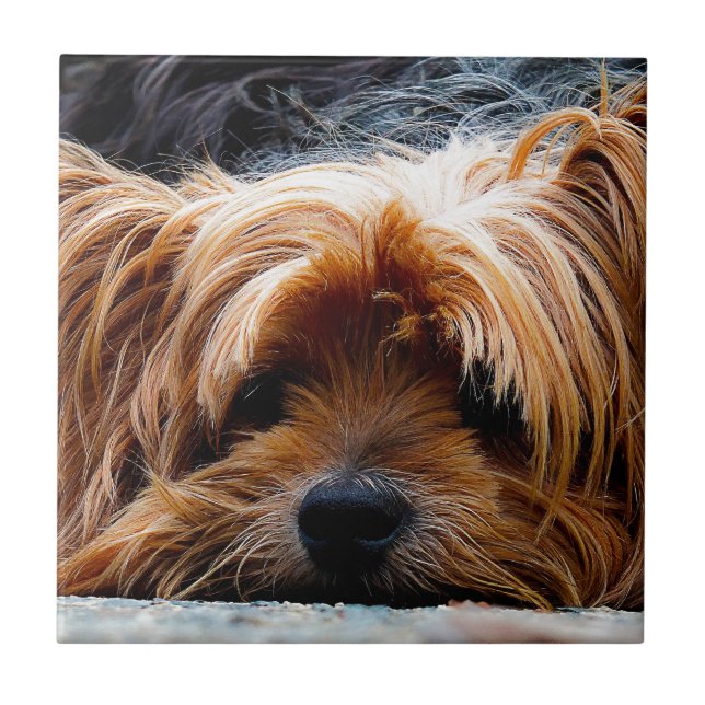 Carreau Chien du Yorkshire Terrier (Devant)